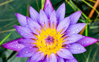 326x206 Lotus Meaning - Lotus Flower In Water Drawing