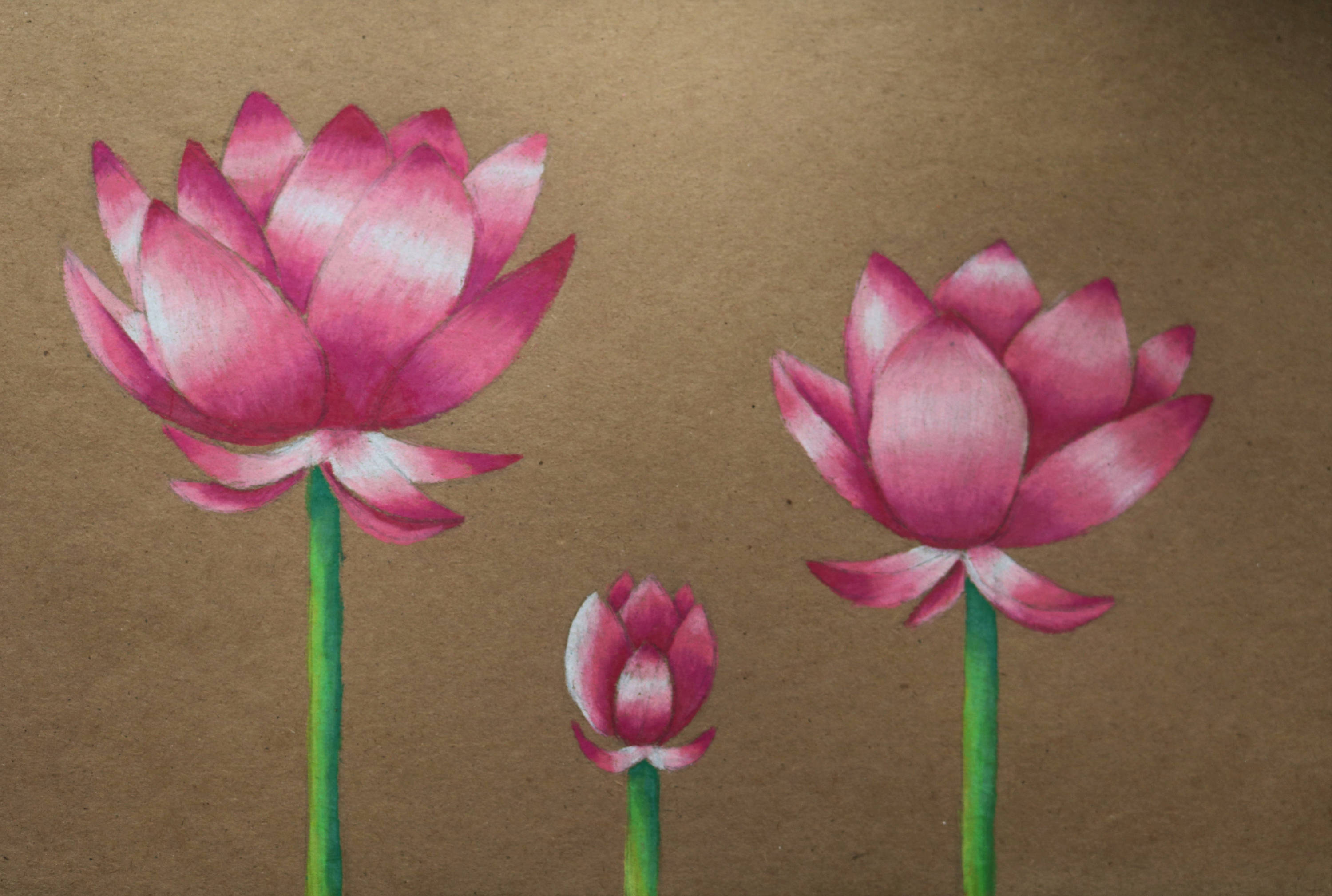 3000x2019 Original Lotus Flower Drawing Water Lily Coloured Pencil Etsy - Lotus Flower In Water Drawing