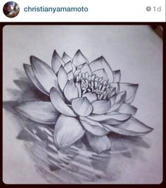 236x268 Pencil Sketches Lotus Flower Images About Lotus Flowers - Lotus Flower In Water Drawing