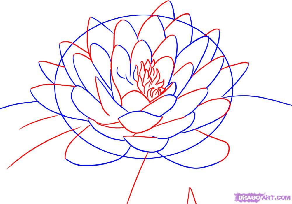 1000x700 Step - Lotus Flower In Water Drawing