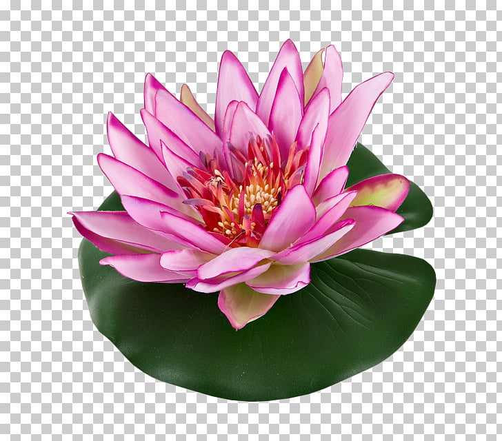 728x640 Water Lilies Color Garden Pond Drawing Nelumbo Nucifera, Water - Lotus Flower In Water Drawing