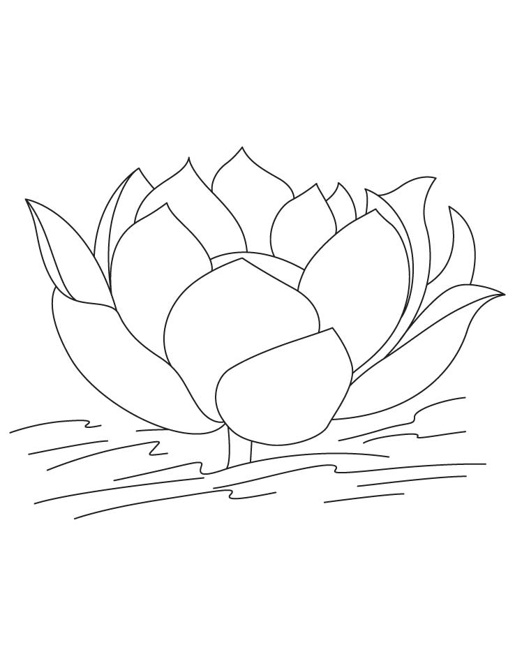 738x954 Lotus Drawings - Lotus Flower In Water Drawing
