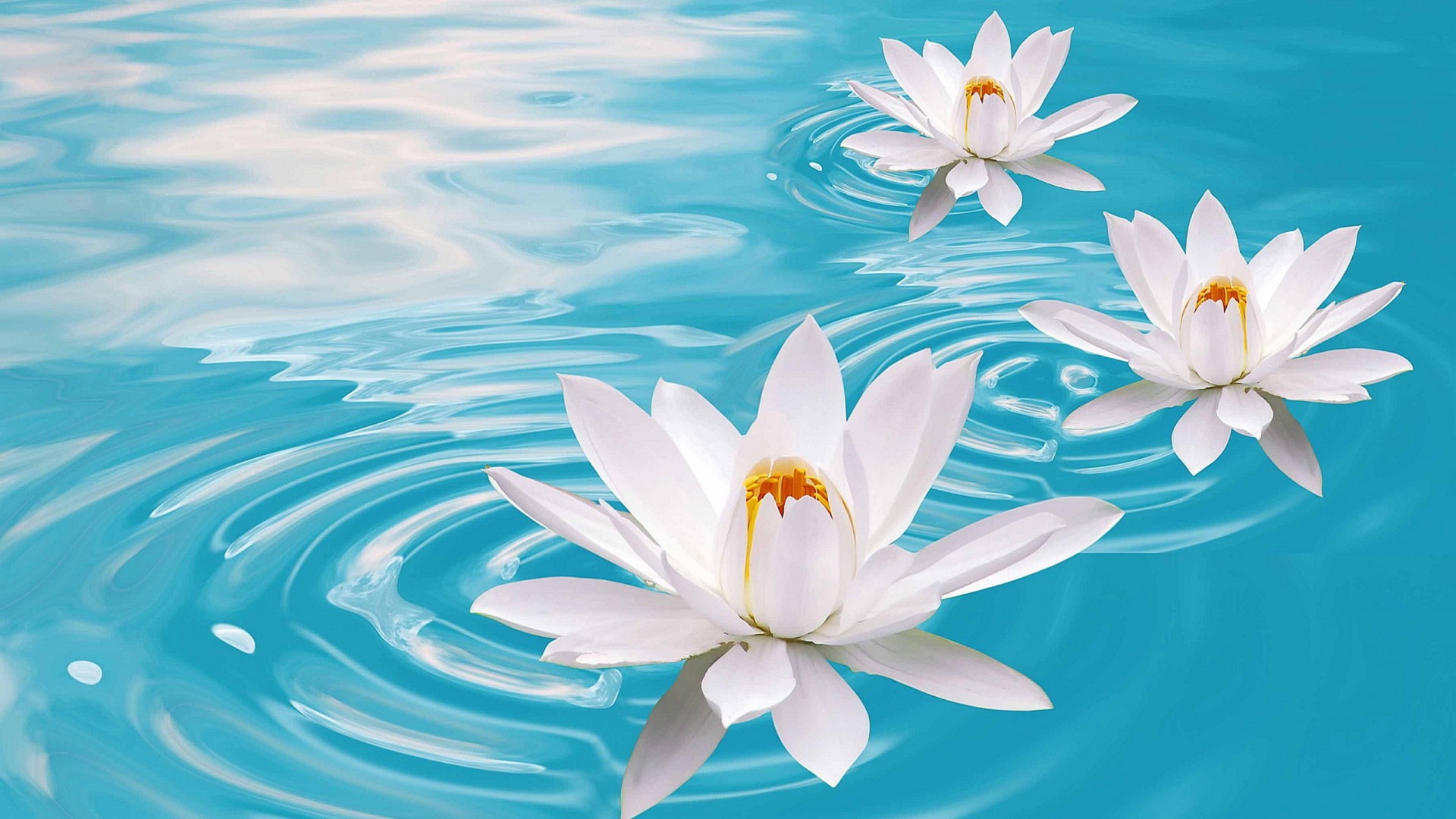 1920x1080 Lotus Flower - Lotus Flower In Water Drawing