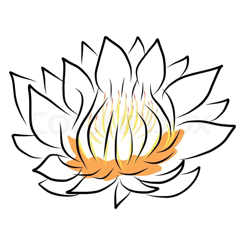 800x800 Hand Drawing Water Lily, Lotus, Flower Stock Vector Colourbox - Lotus Flower In Water Drawing