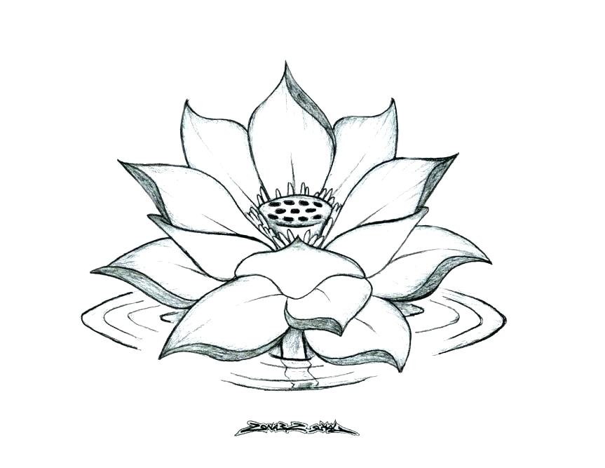 863x667 Flowers Coloring Pages Printable Lotus Flower Mandala Coloring - Lotus Flower Line Drawing