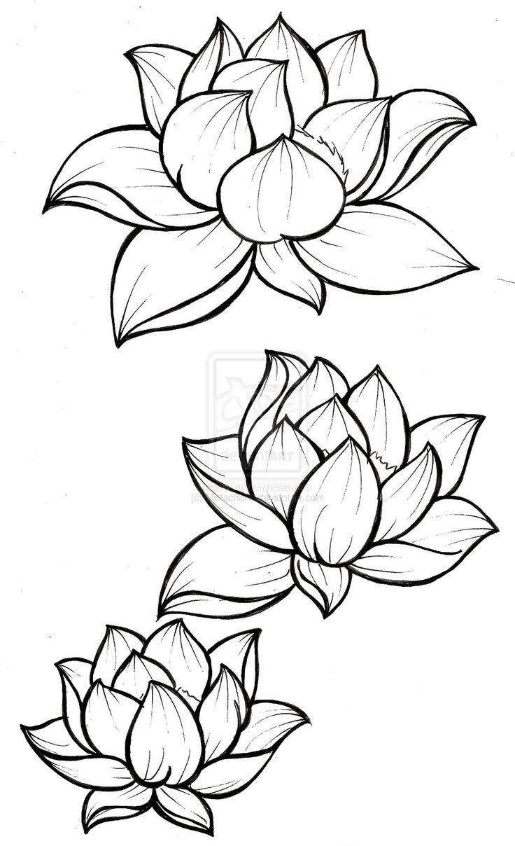736x1208 Huge Collection Of 'lotus Outline Drawing' Download More Than - Lotus Flower Line Drawing