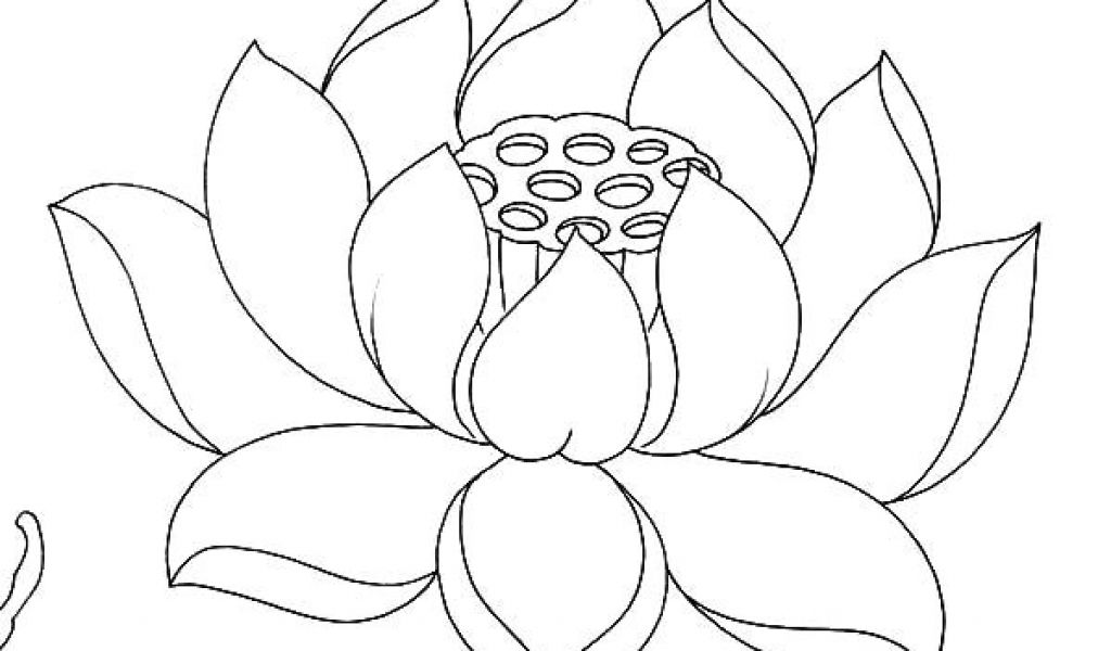 Lotus Flower Line Drawing at PaintingValley.com | Explore collection of