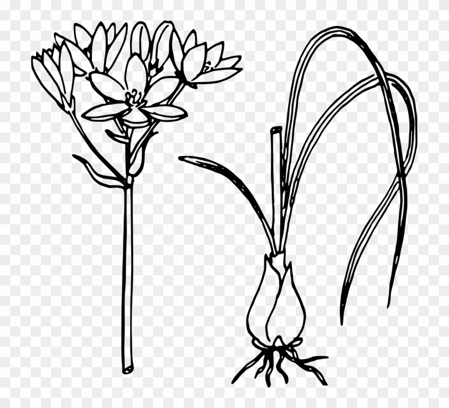 880x800 Lotus Flower Line Drawing Buy Clip Art - Lotus Flower Line Drawing