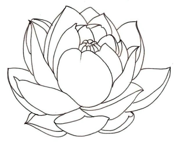 Lotus Flower Line Drawing at PaintingValley.com | Explore collection of