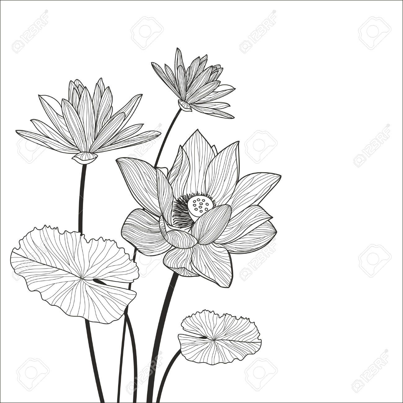 Lotus Flower Line Drawing At Explore Collection Of Lotus Flower Line Drawing 