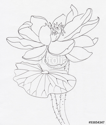 422x500 Lotus Flower Line Art Ink Pen Drawing Original Style Stock - Lotus Flower Line Drawing
