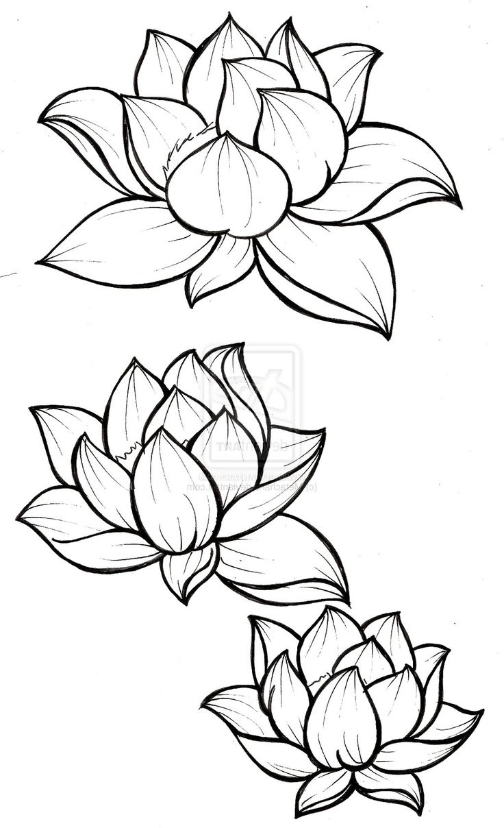 736x1208 Top Lotus Flower Line Drawing Photos - Lotus Flower Line Drawing