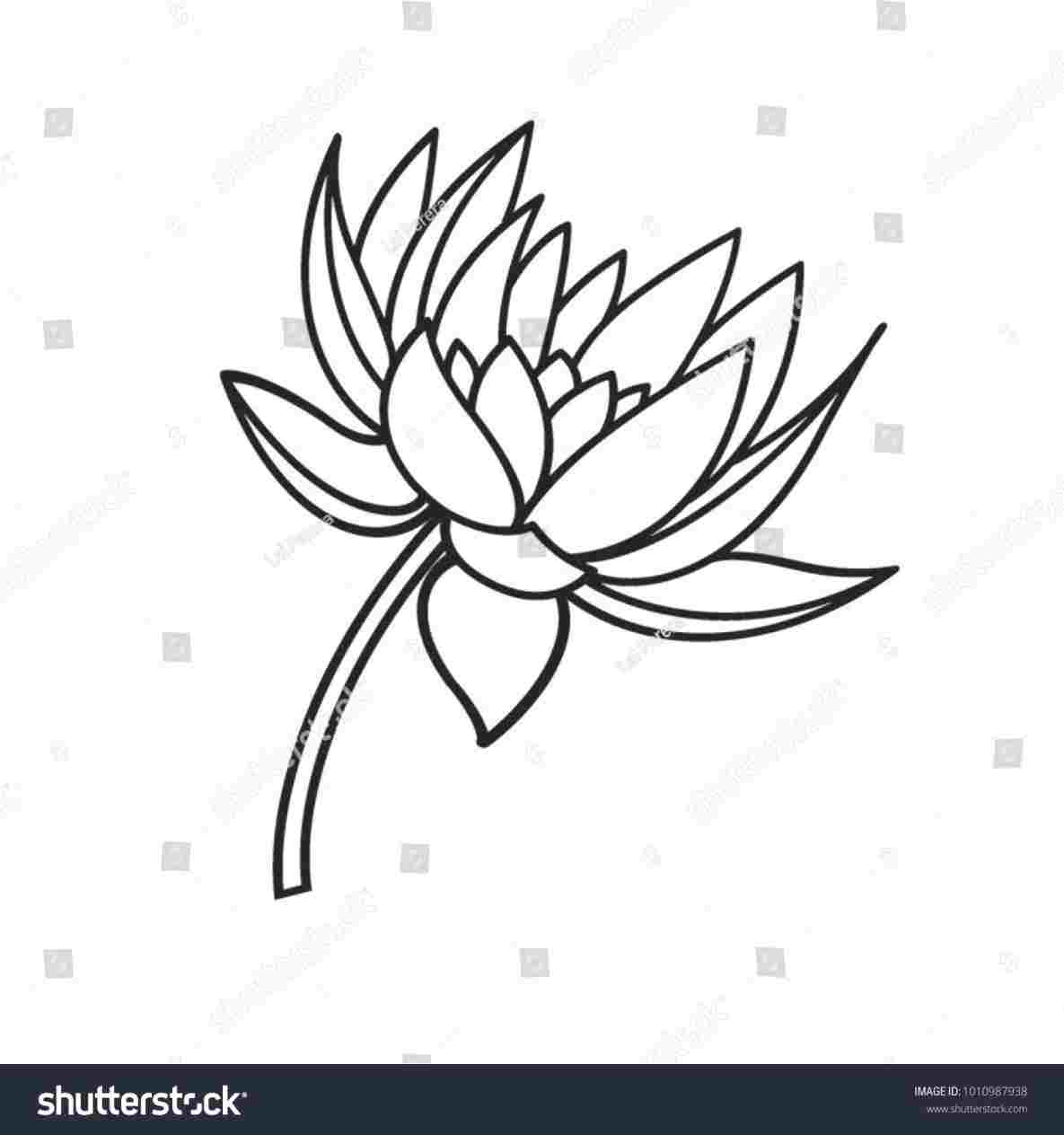 Lotus Flower Line Drawing at PaintingValley.com | Explore collection of