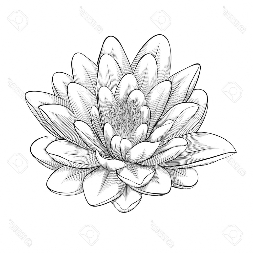 1024x1024 Line Drawing Lotus Flower For Free Download - Lotus Flower Line Drawing