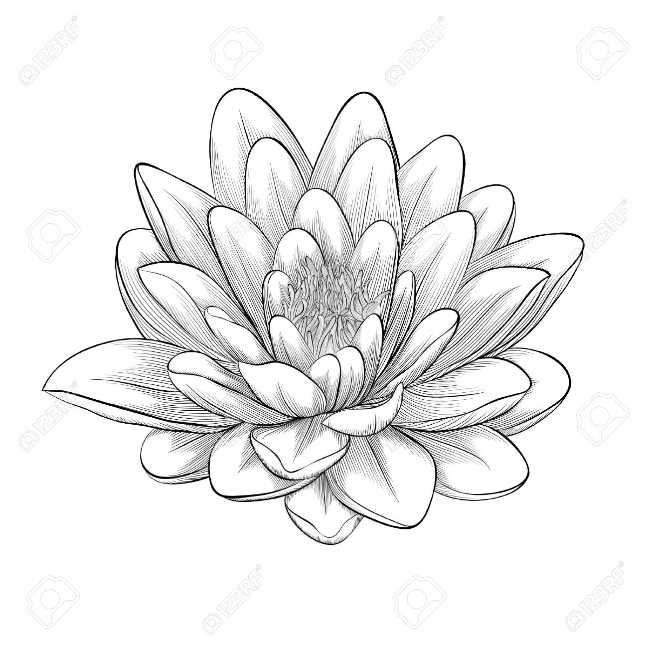 1300x1300 Impressive Lotus Flower Drawings Free Gallery - Lotus Flower Line Drawing