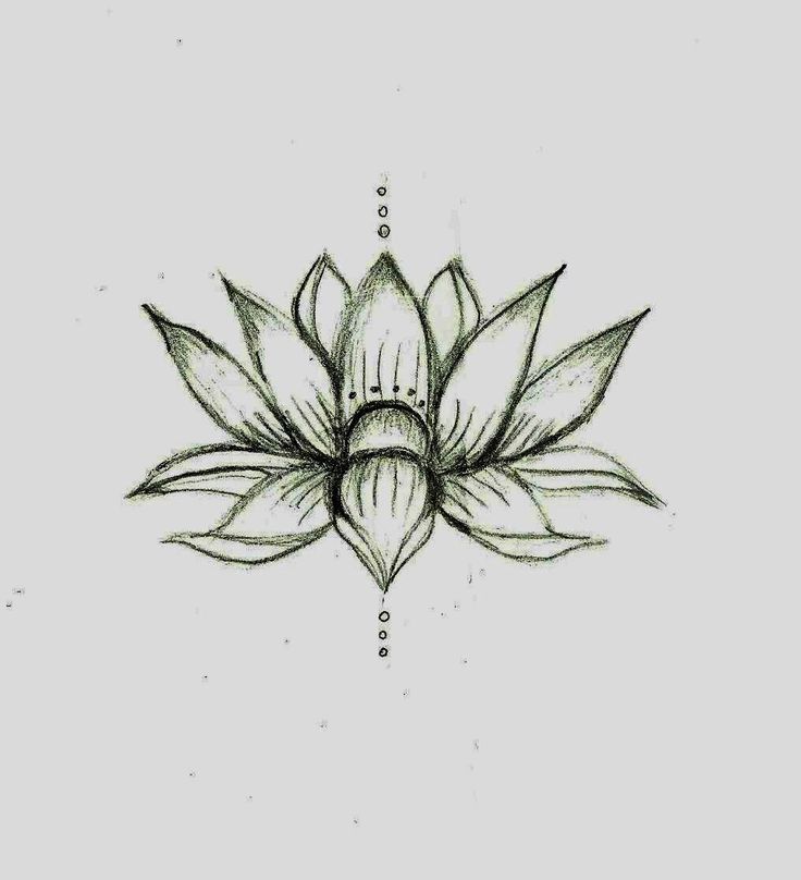 736x808 Clipart Best Lotus Flower Line Drawing - Lotus Flower Line Drawing