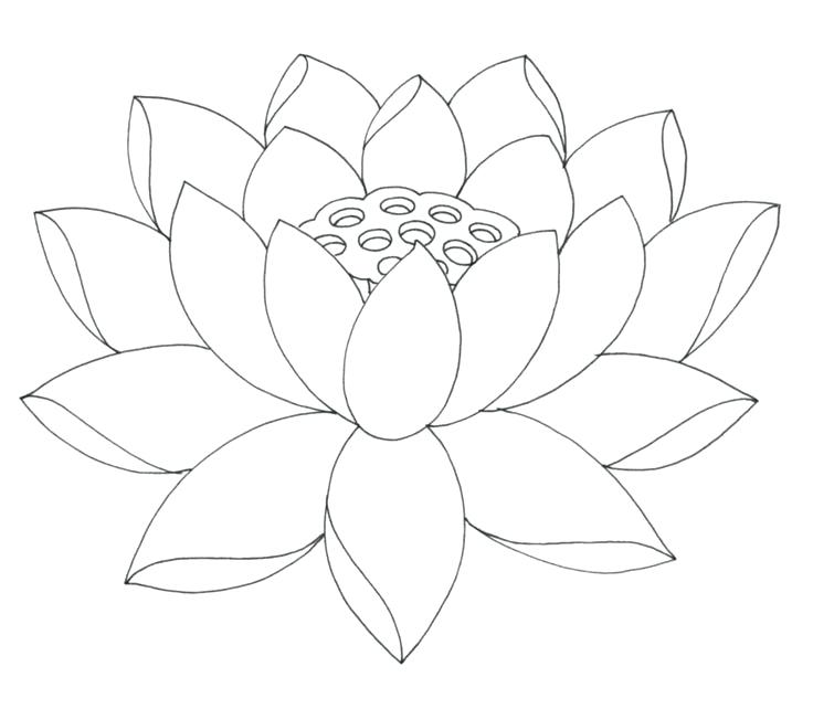 736x642 Huge Collection Of 'lotus Outline Drawing' Download More Than - Lotus Flower Outline Drawing