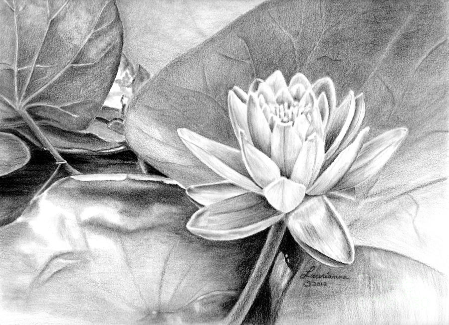 Hibiscus Flower Pencil Drawing At Paintingvalley Com Explore Collection Of Hibiscus Flower