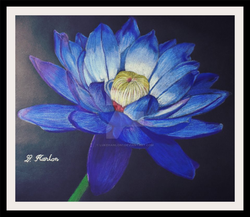 959x833 Lotus Flower Coloured Pencil Drawing - Lotus Flower Pencil Drawing