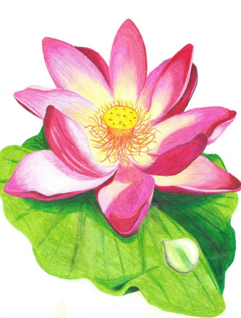 778x1024 Lotus Flower Drawing Color Color Pencil Drawings Lotas Lotus - Lotus Flower Pencil Drawing
