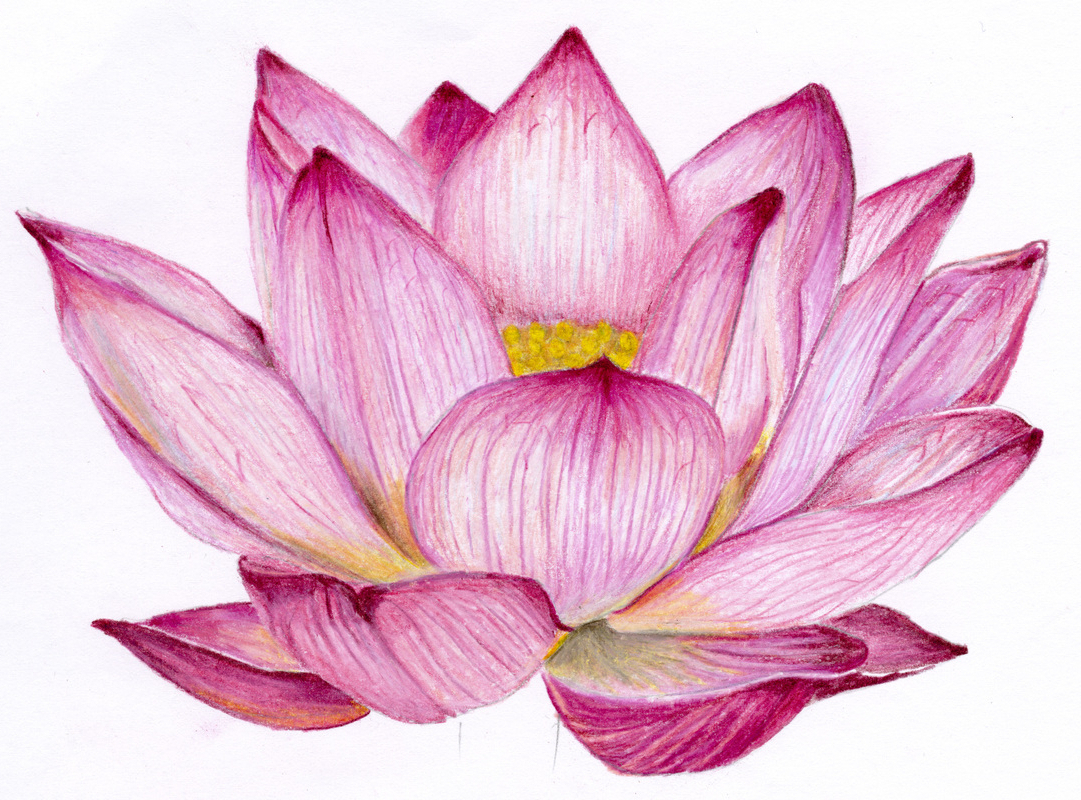 1081x800 lotus flower pencil drawing lotus flower pencil drawing - Lotus Flower Pencil Drawing