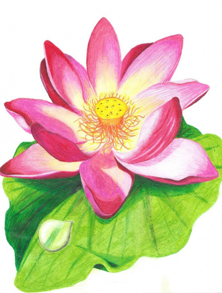 778x1024 lotus flower pencil drawing lotus flower pencil drawing lotus - Lotus Flower Pencil Drawing