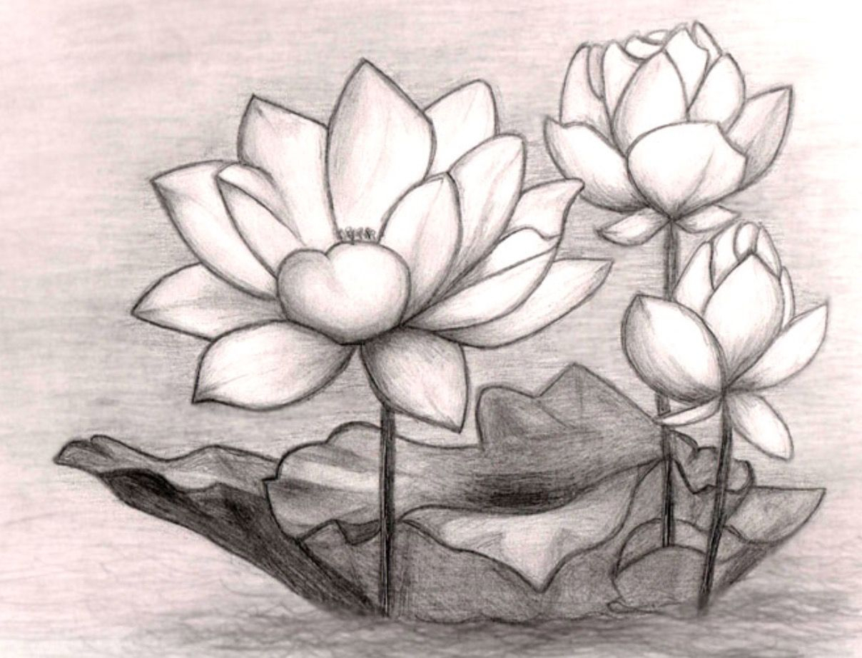 Рисунок цветов простым карандашом. Цветы карандашом. Цветы простым карандашом. Цветы рисунок карандашом. Рисунки цветов для срисовки.