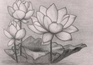 300x210 Lotus Flowers Pencil Drawings Lotus Pencil Sketch Flower Drawing - Lotus Flower Pencil Drawing