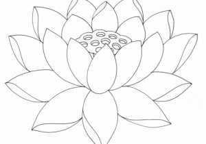300x210 lotus pencil sketch lotus flower pencil drawing pencil sketch - Lotus Flower Pencil Drawing