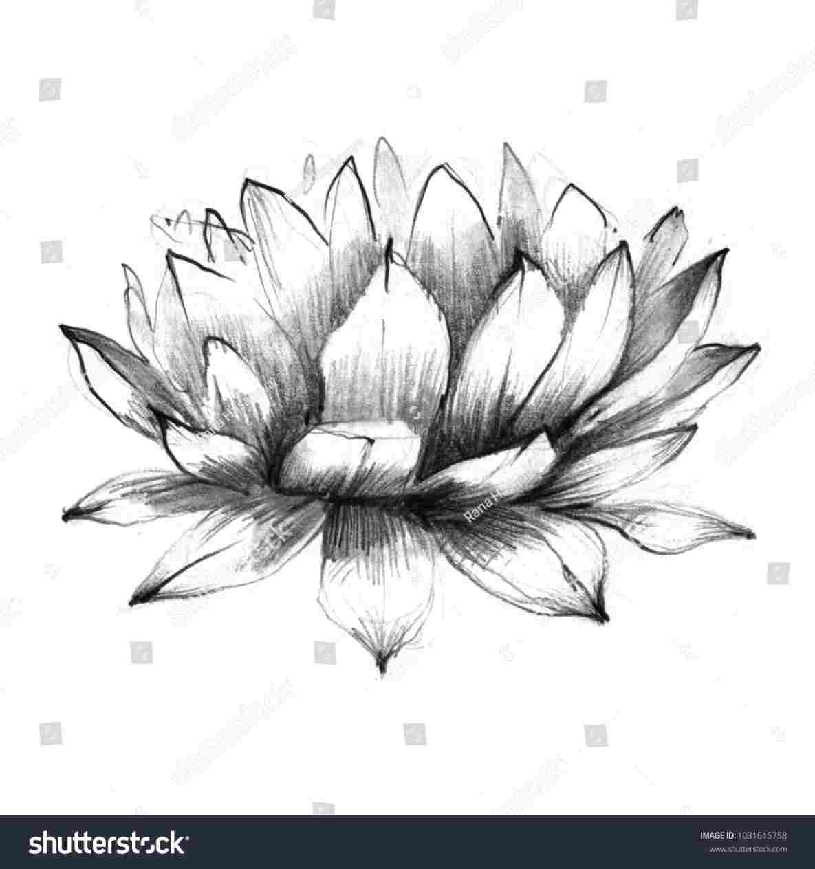 1185x1264 Pencil Drawing Of No Drawing A Lotus Flower Youtuberhyoutubecom - Lotus Flower Pencil Drawing