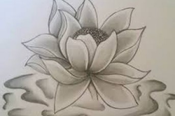 343x228 Pencil Sketch Of Lotus Flower Best Flower Site - Lotus Flower Pencil Drawing