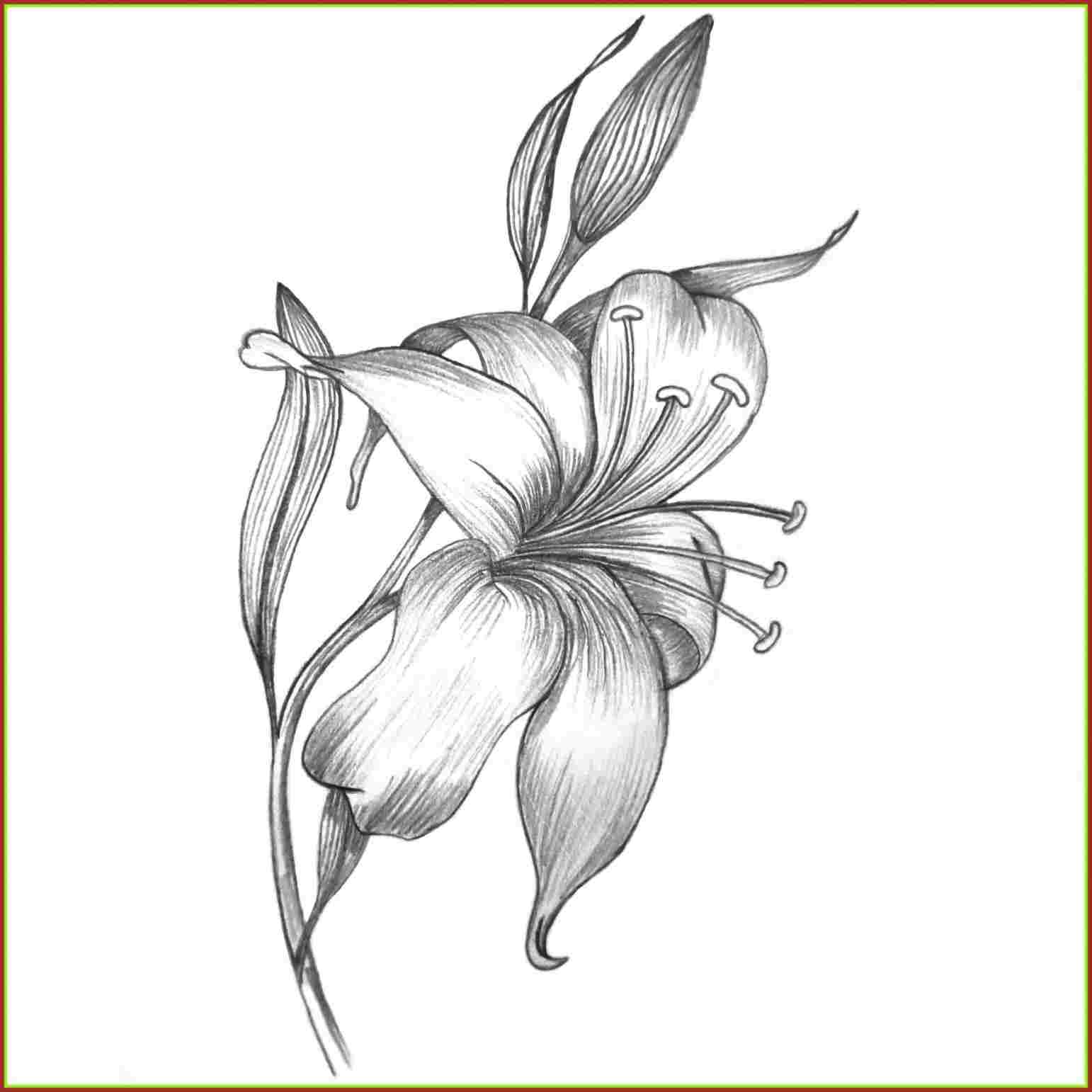 Lotus Flower Pencil Drawing at PaintingValley.com | Explore collection ...