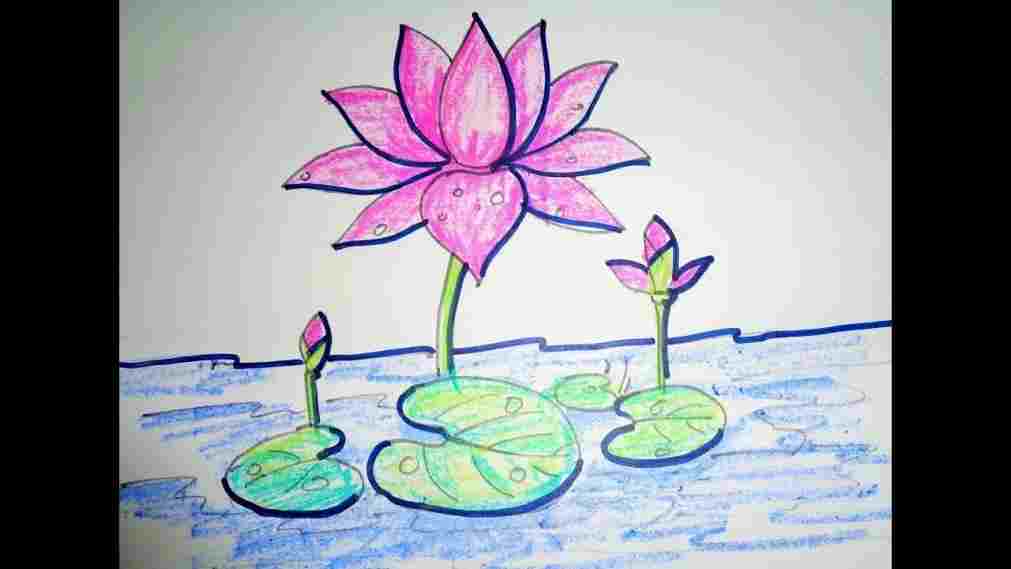 1011x569 Sketch Of Lotus Flower Flower Pencil Drawing With Design Pencils - Lotus Flower Pencil Drawing