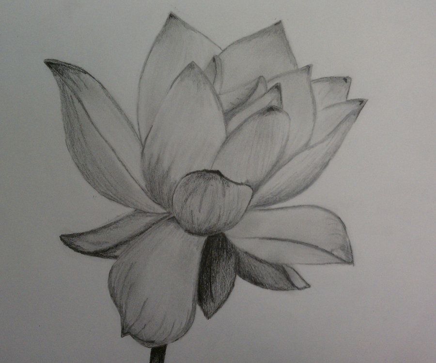 900x748 Flower Drawings In Pencil Pencil Of Lotus Flower - Lotus Flower Pencil Drawing