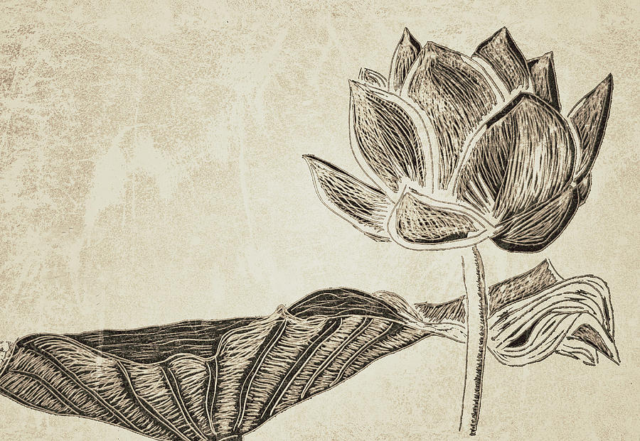 900x621 Lotus Flower And Leaf Drawing - Lotus Leaf Drawing