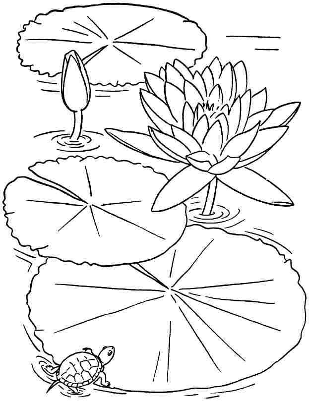 623x809 Lotus Flower Leaves Drawing - Lotus Leaf Drawing