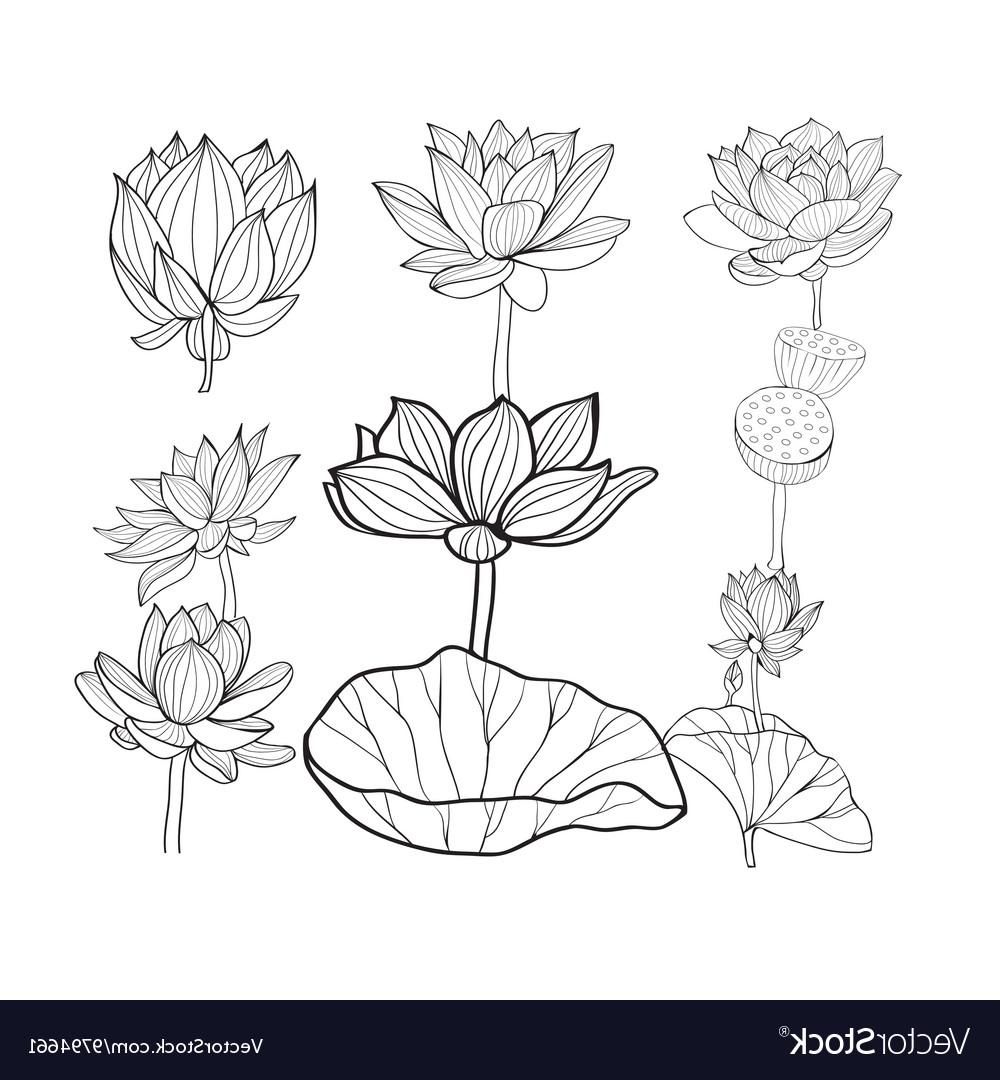 Lotus Leaf Drawing at Explore collection of Lotus
