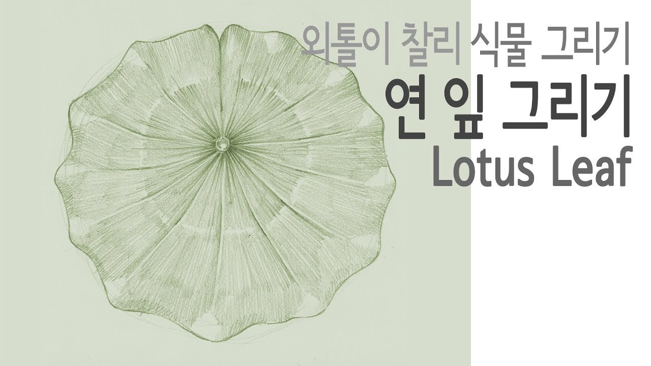 1280x720 Plant Drawing - Lotus Leaf Drawing