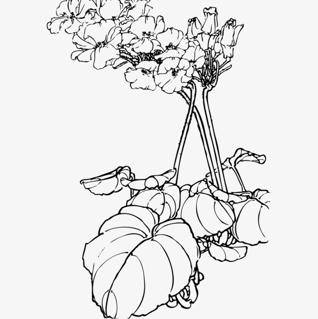 650x651 Sketch Lotus Leaf, Lotus Clipart, Green Plants Png Image - Lotus Leaf Drawing