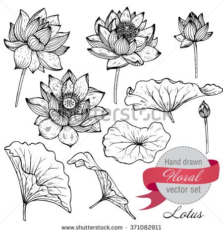 450x470 Vector Set Of Hand Drawn Lotus Flowers And Leaves Sketch Floral - Lotus Leaf Drawing