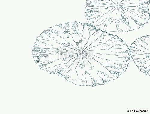 500x380 Water Drops On Lotus Leaf Sketch Vector Stock Image - Lotus Leaf Drawing