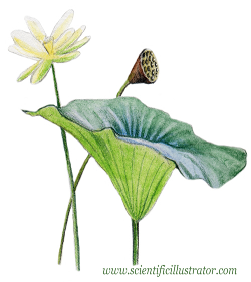 Lotus Leaf Drawing at PaintingValley.com | Explore collection of Lotus ...