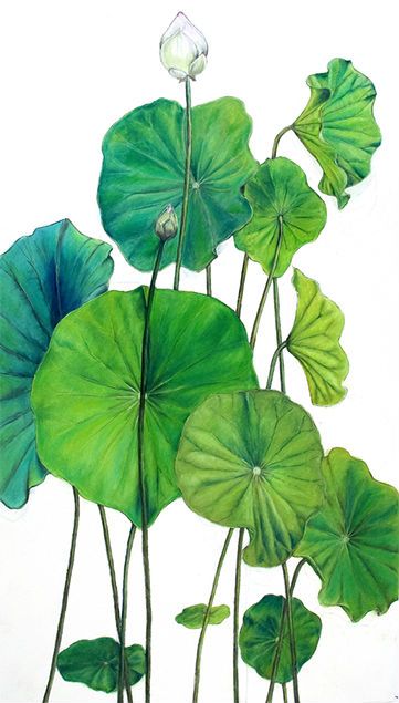 361x635 botanical drawings botanical art botanical drawings, drawings - Lotus Leaf Drawing