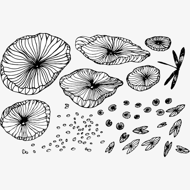 650x649 Dragonfly Lotus Leaf Fine Line Drawing Draft, Lotus Vector, Leaf - Lotus Leaf Drawing