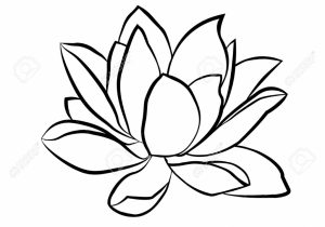 300x210 Drawn Lotus Flower Realistic Lotus Flower Drawing At Getdrawings - Lotus Line Drawing