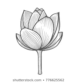 260x280 Gallery Lotus Line Drawing - Lotus Line Drawing