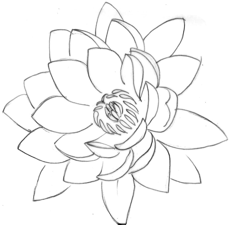 900x861 Line Drawing Of Lotus Flower Lotus Tattoo - Lotus Line Drawing