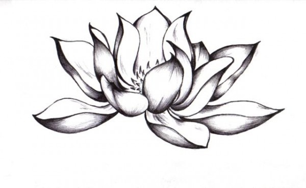 600x369 Lotus Flower Drawing Black And White - Lotus Line Drawing