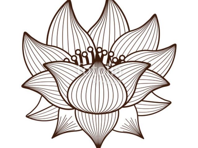 640x480 Lotus Flower Line Drawing - Lotus Line Drawing