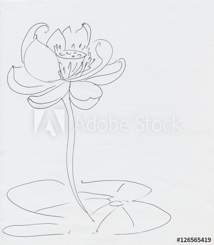 436x500 Lotus Flower Line Art Ink Pen Drawing Original Style - Lotus Line Drawing